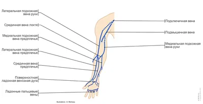 Строение руки человека: фото с различными позами и движениями