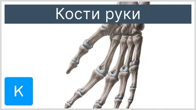 Фотография руки человека: с примерами различных типов операций на руке в формате WebP