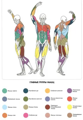 Строение руки человека: фото с примерами различных типов ампутаций