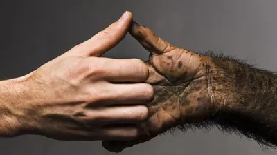 Строение руки человека: подробное изображение