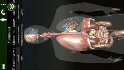 Рука человека: изображение для изучения мышечной системы
