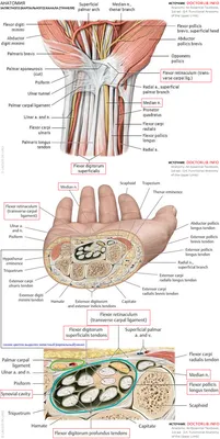 Картинка руки человека: изучение мышечной системы