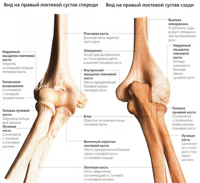 Фото руки человека: для изучения анатомии в формате JPG