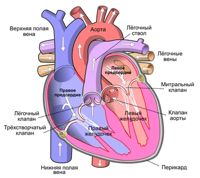 Строение сердца человека картинки фото