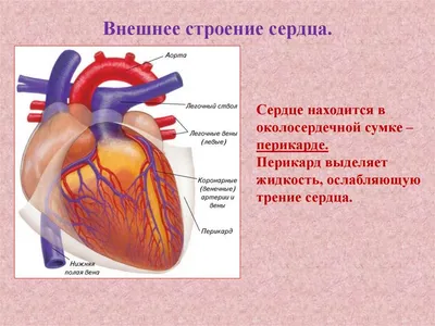 Сердце - развитие, топография, строение камер + проекции клапанов |  Анатомия - просто, понятно | Дзен