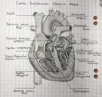 Строение сердца и как оно работает