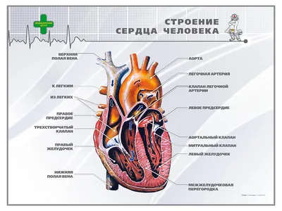 Строение и работа сердца