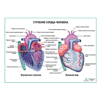 Строение сердца человека картинки