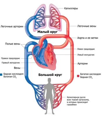 Диаграмма: Биология.Строение и работа сердца. 8 класс | Quizlet