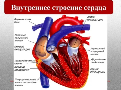 Сердечно-сосудистая система. Работа сердца — что это, определение и ответ