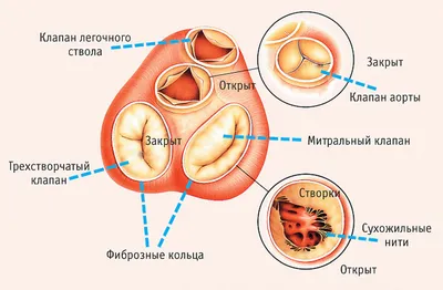 Сердце: как болит, где находится, строение, функции