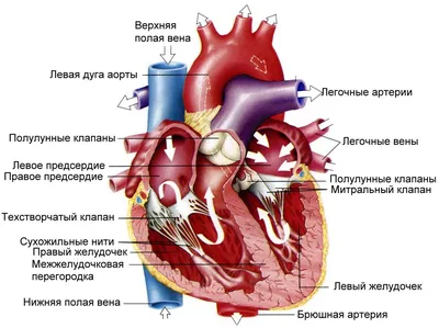 Сердце. Анатомическое строение. | Биология | Дзен