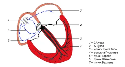КАК РАБОТАЕТ СЕРДЦЕ? - gb2mgn74.ru
