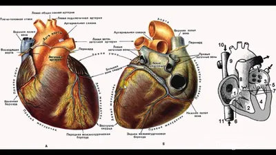 Строение сердца человека, модель барельефная купить в Москве, цена -  labkabinet.ru