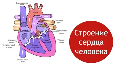 Строение сердца человека, круги кровообращения - YouTube