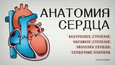 med_development - ❤️Строение сердца человека ⠀ ✓Сердце... | Facebook