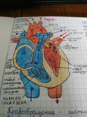 Строение сердца человека рисунок - 73 фото