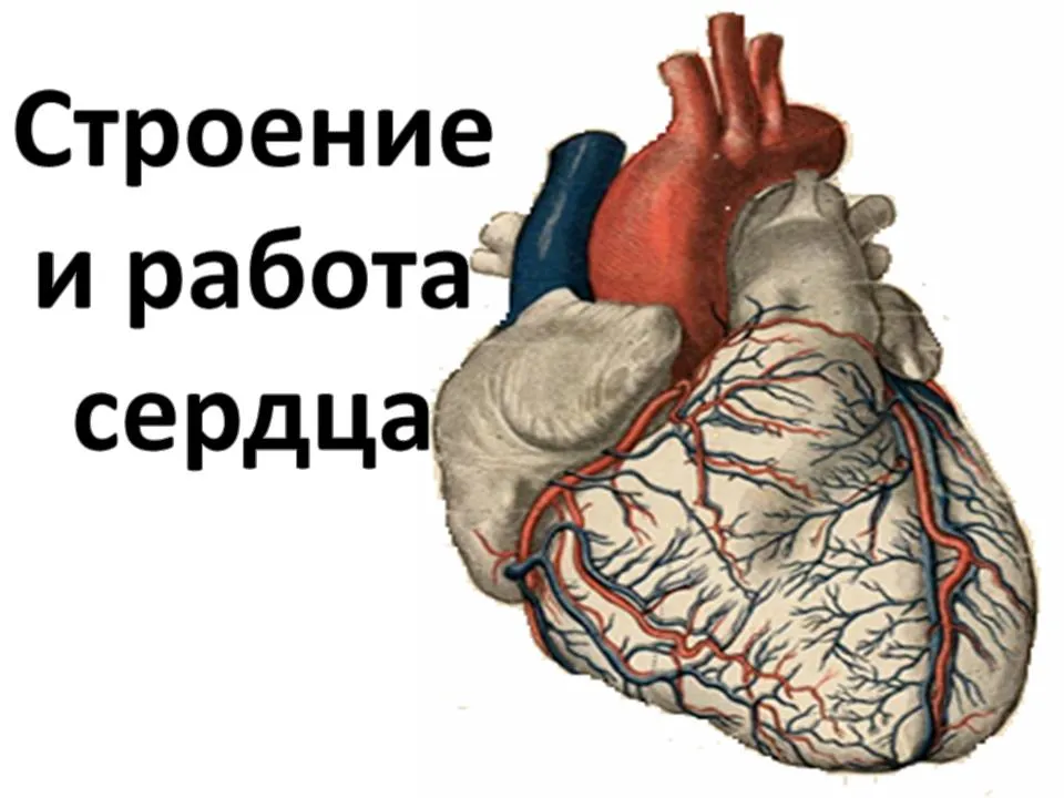 Сердце биологическое. Сердце спасибо сердце, что ты умеешь. Работа сердца картинки. Биология от сердца.