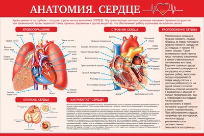 Строение сердца💉 | Сердце