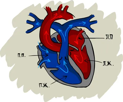 Строение и работа сердца