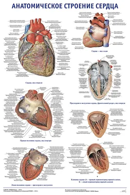 Анатомия: сердце (арт. МЕД-09) информационные стенды медицинских учреждений  купить в интернет магазине с доставкой