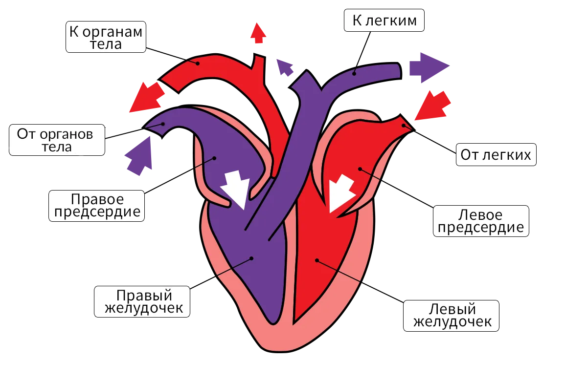 Схема строения сердца птиц. Четырехкамерное сердце схема. Схема строения сердца курицы. Строение сердца схема четырехкамерное. Сердце птиц состоит из камер