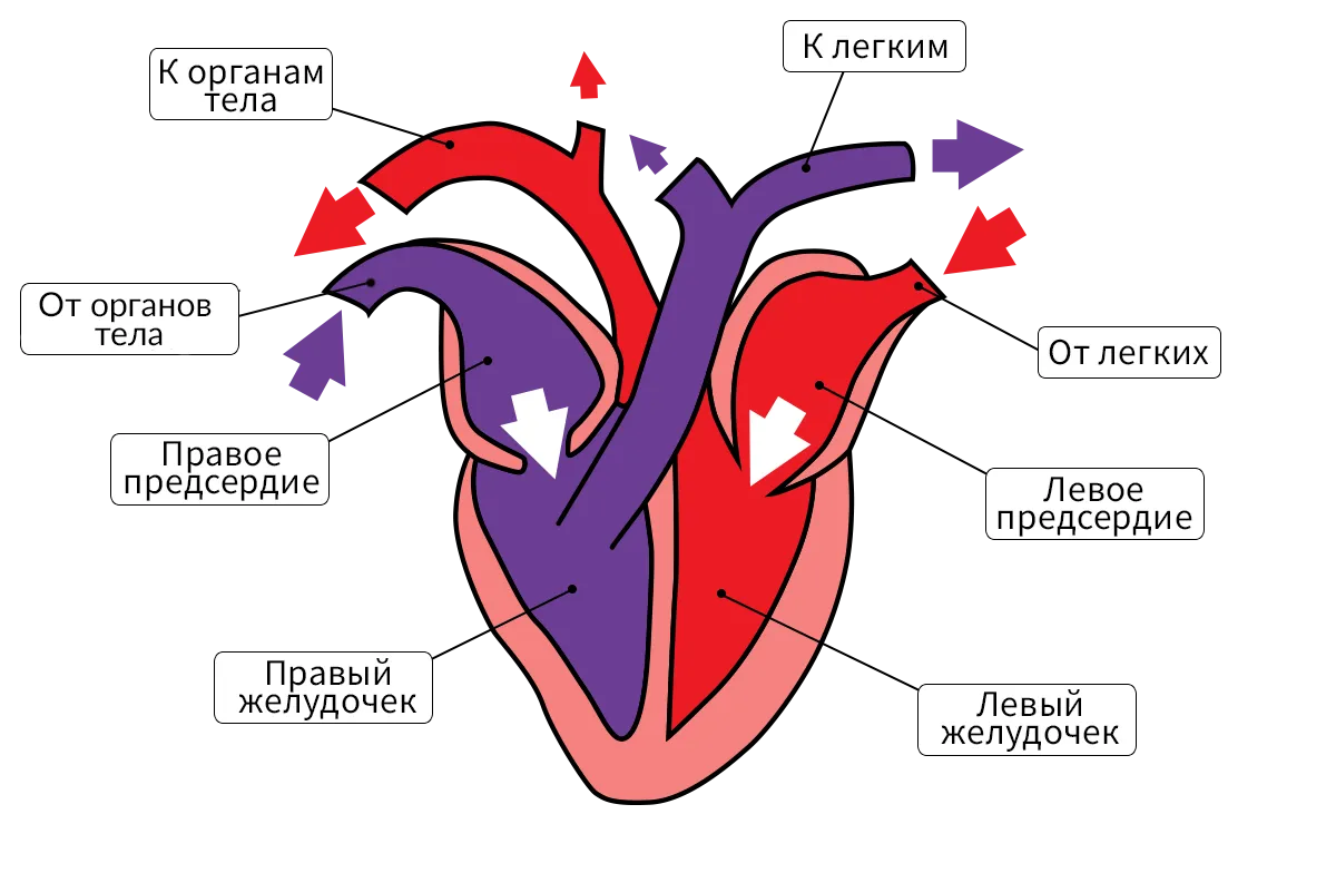 Сердце птиц состоит из камер