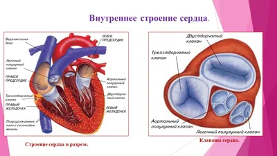 Картина \"Анатомическое строение человека: Сердце\" | Интернет-магазин картин  \"АртФактор\"