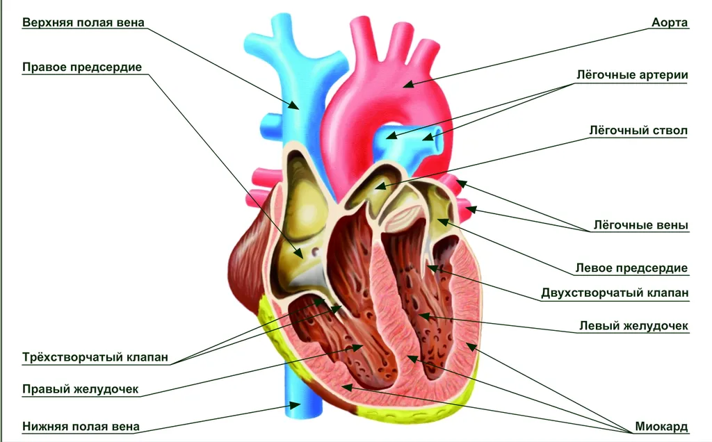 Вся анатомия для егэ по биологии. ЕГЭ биология анатомия строение сердца. Строение сердца человека схема. ЕГЭ биология строение сердца человека. Строение сердца ЕГЭ.