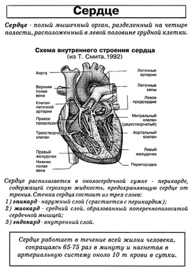 Сердце - Kenhub