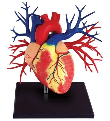 Строение сердца старый атлас, …» — создано в Шедевруме
