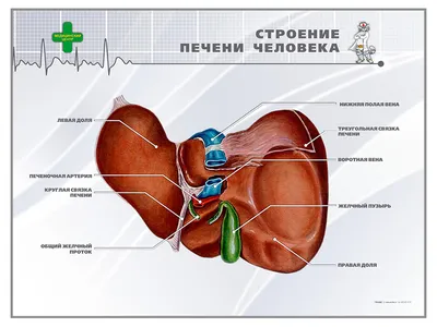 Рельефная таблица \"Строение сердца\" (формат А1, матовое ламинир.) -  Компания ПАРТНЕР | Купить выгодно. Короткие сроки отгрузки, наличие,  гарантия, по 465 и 590 приказу. Доставка по России. Производство.