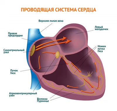 Сердце человека анатомия строение сосуды сердца