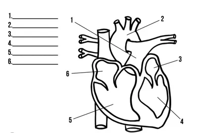 СЕРДЦЕ строение анатомия ЕГЭ ОГЭ - YouTube