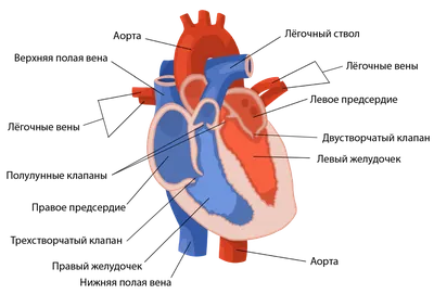 Файл:Heart diagram-ru.svg — Википедия