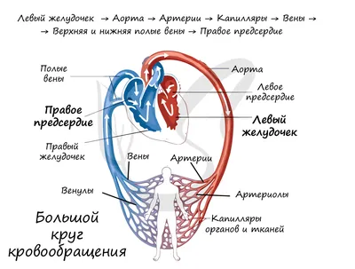 Раскраска человек сердца. Строение сердца