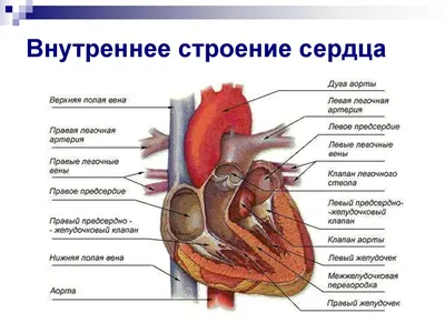 Строение сердца человека. Анатомия человека. - Анатомия человека