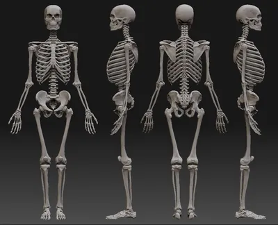 Картинки | Human skeleton, Human anatomy drawing, Human skeleton model