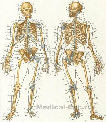 пластическая анатомия кости человека: 13 тыс изображений найдено в Яндекс. Картинках | Skeleton drawings, Anatomy art, Human anatomy art