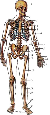 Скелет и связочный аппарат человека строение (картинка)