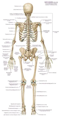 Скелет сзади с названиями костей | ร่างกาย, ร่างกายมนุษย์, กายวิภาคศาสตร์