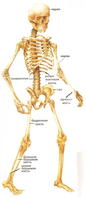Скелет. Все о скелете для детей. Воспитателям детских садов, школьным  учителям и педагогам - Маам.ру