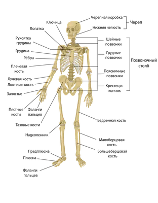 Американский футболист. Скелет человека. - Анатомия человека