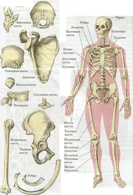 Скелет человека | Человеческий скелет, Анатомия, Учащиеся медучилища
