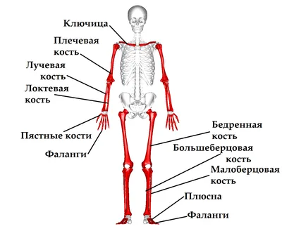 Скелет человека в сидячем положении. Анатомия человека. - Анатомия человека