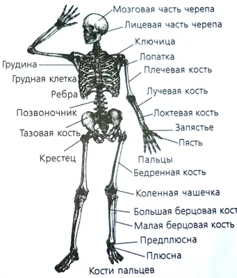 Кости человека картинки - 80 фото