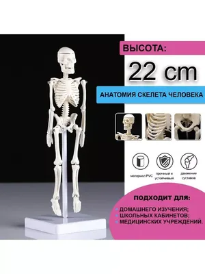 Скелет человека / Human skeleton. Анатомия костной системы / Anatomy of the  bone system - YouTube