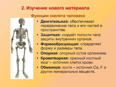 Анатомия Плеча Скелет Человека Кости Сухожилия И Мышцы — стоковые  фотографии и другие картинки Ключица - iStock