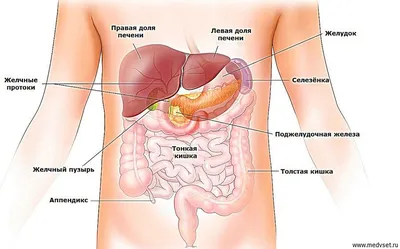 Ннутренние органы человека: картинки брюшной полости | Заболевания,  Человек, Диета при язве