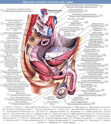 Анатомия: Половые органы. Мужские половые органы